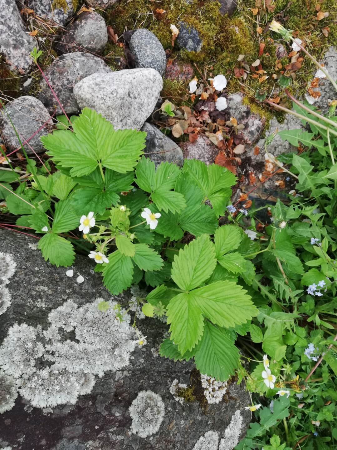 noblessa-keittiomestarin-blogi-2023-06-villiyrtit-metsämansikka-1080x1440.jpg