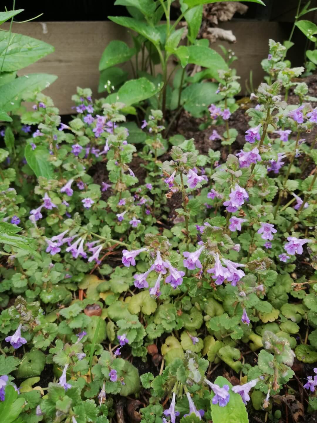 noblessa-keittiomestarin-blogi-2023-06-villiyrtit-maahumala-1080x1440.jpg