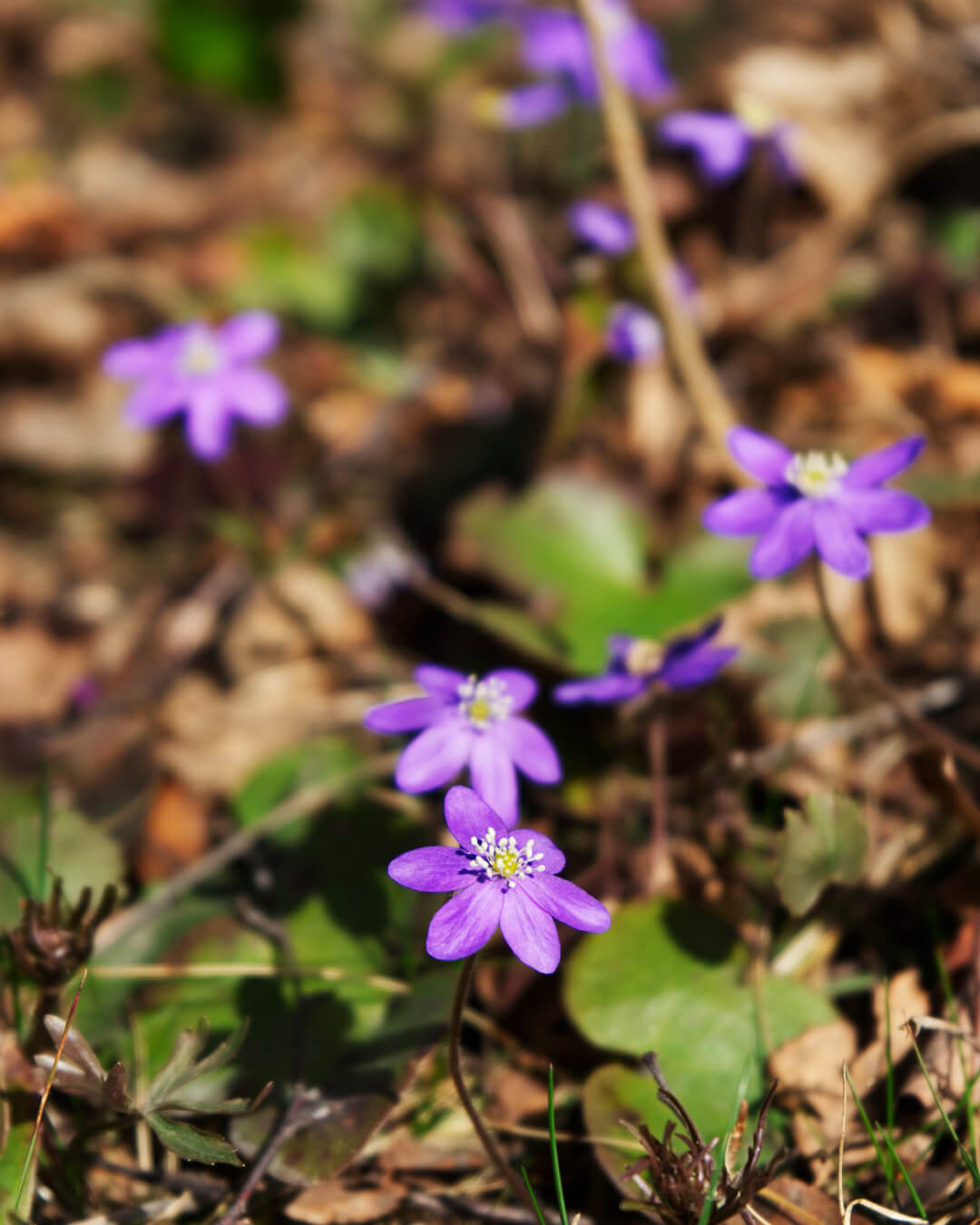 noblessa-keittiomestarin-blogi-2025-05-aitienpaivan-hemmotteluhetki-1080x1350.jpg